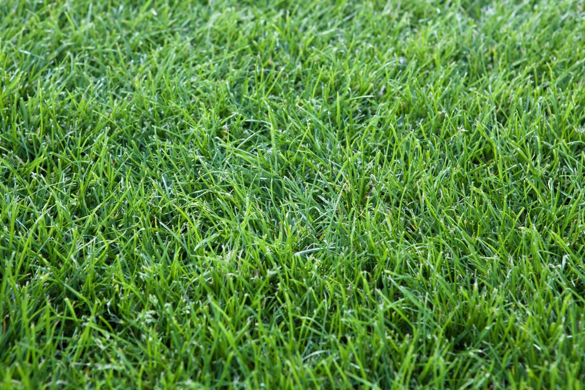 538 SQFT Artificial Grass Outdoor Turf – Realistic Green Lawn for Landscaping, RVs, Pets & Playgrounds